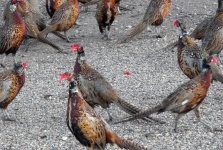 rooster15A.jpg