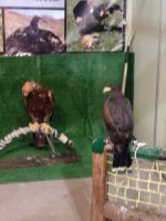 IMG_20190405_133342.jpg