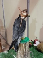 IMG_20190405_133401.jpg
