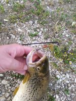 IMG_20200704_064526.jpg