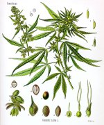 1200px-Cannabis_sativa_Koehler_drawing.jpg