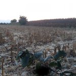20200915_071933.jpg