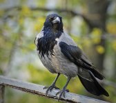 800px-Corvus_cornix_-perching-8.jpg