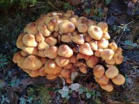 IMG_20201026_100043.jpg