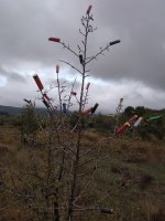 IMG_20201029_074517.jpg