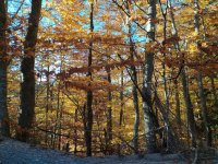 IMG_20201101_155623.jpg