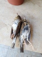 IMG_20201105_093553.jpg