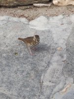 IMG_20201110_135350.jpg