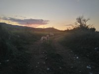 IMG_20201109_172250.jpg