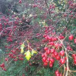 20201226_082440.jpg