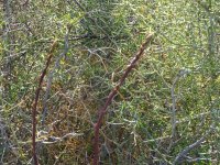 DSC00905.JPG