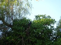 S DSC01337.JPG