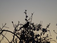 DSC01546.JPG