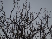 V DSC01714.JPG