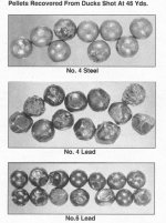 pelletsrecoveredfromMallards45yards.jpg