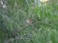 V DSC01867.JPG