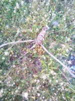 IMG_20210403_074223.jpg