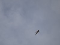 H02 1 DSC05115.JPG