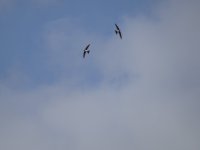 H02 1 DSC05394.JPG