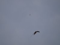 H02 1 DSC05489.JPG