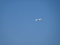 O01 6 DSC04844.JPG