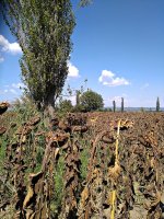IMG_20180817_145419.jpg