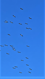 IMG_9957 (2).PNG