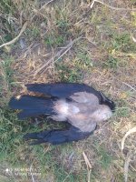 IMG_20210820_175051.jpg