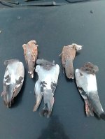 IMG_20210820_201638.jpg