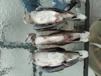 IMG_20210913_093235.jpg