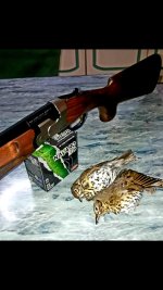 Screenshot_20211010-201020_Gallery.jpg