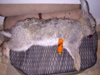 24.10.21- Λέρος-απογευματινό κυνήγι αγριοκούνελου με σκύλους δίωξης.jpg