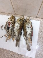 IMG_20211111_180304.jpg