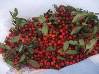DSCF5425.JPG