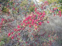 DSCF5464.JPG