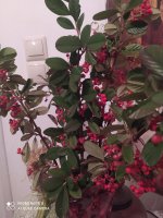 IMG_20211222_203529.jpg