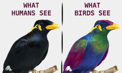vision.png