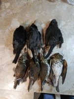 IMG_20220121_172631.jpg