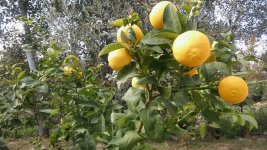 citrus volkameriana - citrus trifoliata.jpg