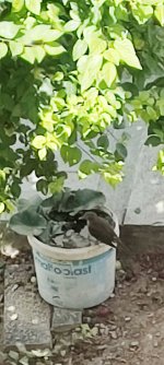 IMG_20220609_115222.jpg
