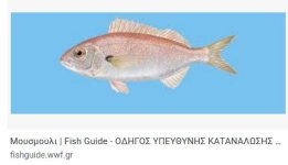 ΜΟΥΣΜΟΥΛΙ.JPG