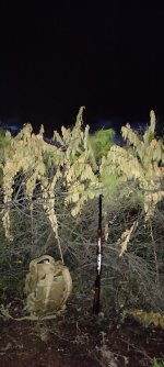 IMG_20221016_064904.jpg