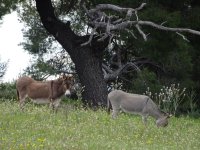 DSC03182 - Αντιγραφή.JPG