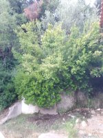 IMG_20230804_193851.jpg