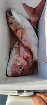 IMG_20230826_090231.jpg