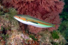 Coris_julis_24-05-07_male.jpg