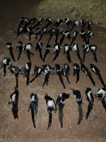 IMG_3153.jpeg