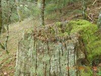 DSCN8779.JPG