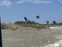 IMG_3147.jpeg
