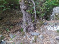 IMG_20240815_083748.jpg